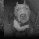 BRUCE