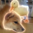 はるまき