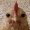 CHICKEN