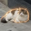 streetcat