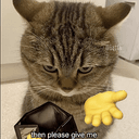 MONEYCAT