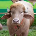 Buffalo