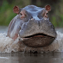 PEPE