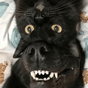 CATDOG