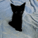 NIGCAT