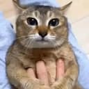 眉眉