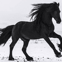 BLACKHORSE