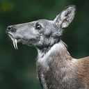VDEER