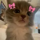 ily