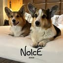NOICEDOGS