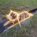 damdog
