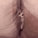 PUSSY⁠