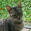 RANDOMCAT