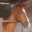 CYHORSE