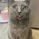 cet