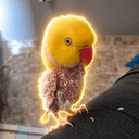 Kadu