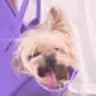豆花