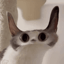Meepcat