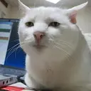 Seriouscat