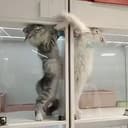 BASECAT