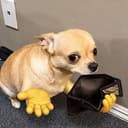 POORDOG