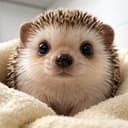 HEDGEYCOM