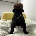 NiggyButt