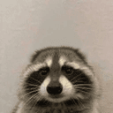 RACCOON