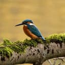 KFSHR