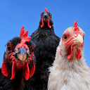 CHICKENS!