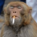 MONKEY$