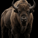 Bull