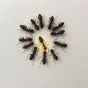 Ant