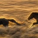 HORSES