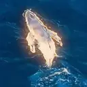 Whale