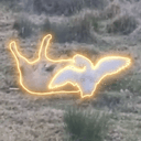 Goose