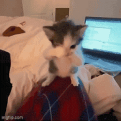 钱猫