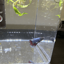 FIN