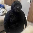 YNMONTY