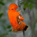 COCK