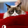 GrumpyCat