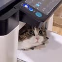 copycat