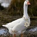 JewGoose