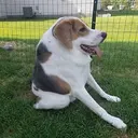 Cooper