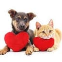 PETS