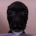 PEPA