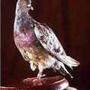Cher Ami