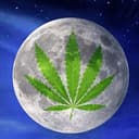 MOONWEED