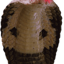 COBRA