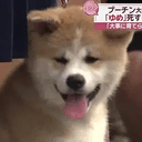 Yume